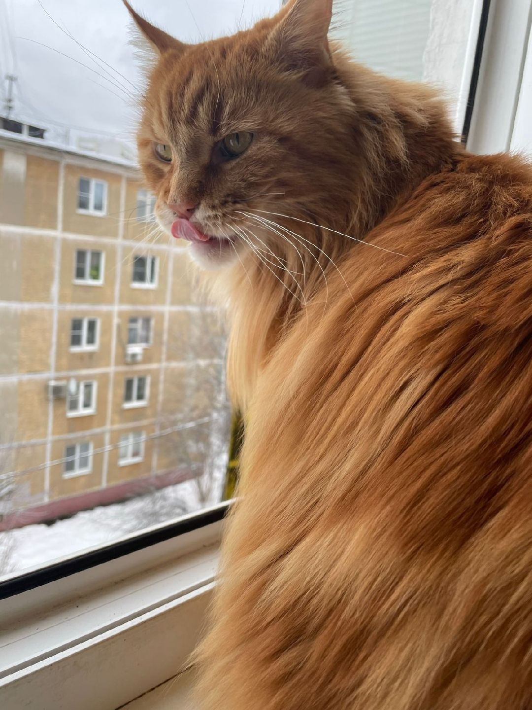 волонтеры, животные, благотворительность, Серпухов