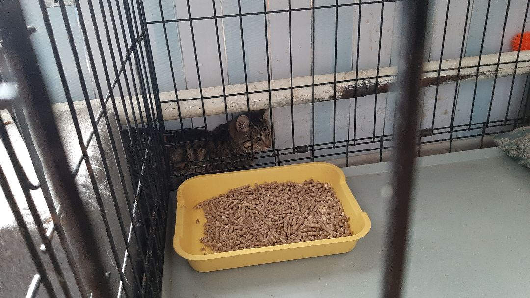 волонтеры, животные, благотворительность, Серпухов