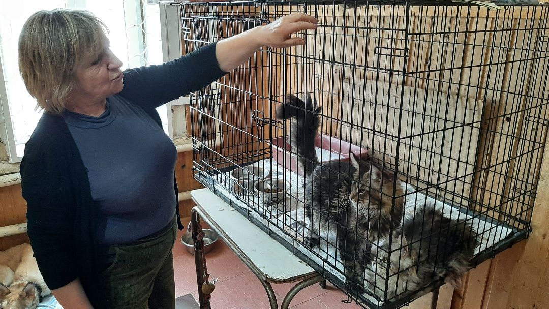 волонтеры, животные, благотворительность, Серпухов