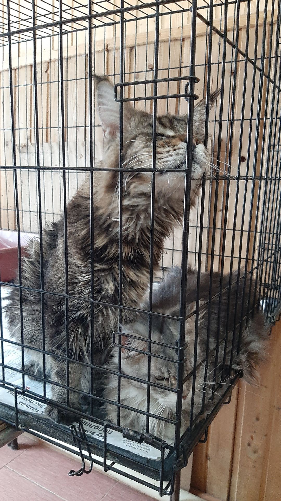 волонтеры, животные, благотворительность, Серпухов