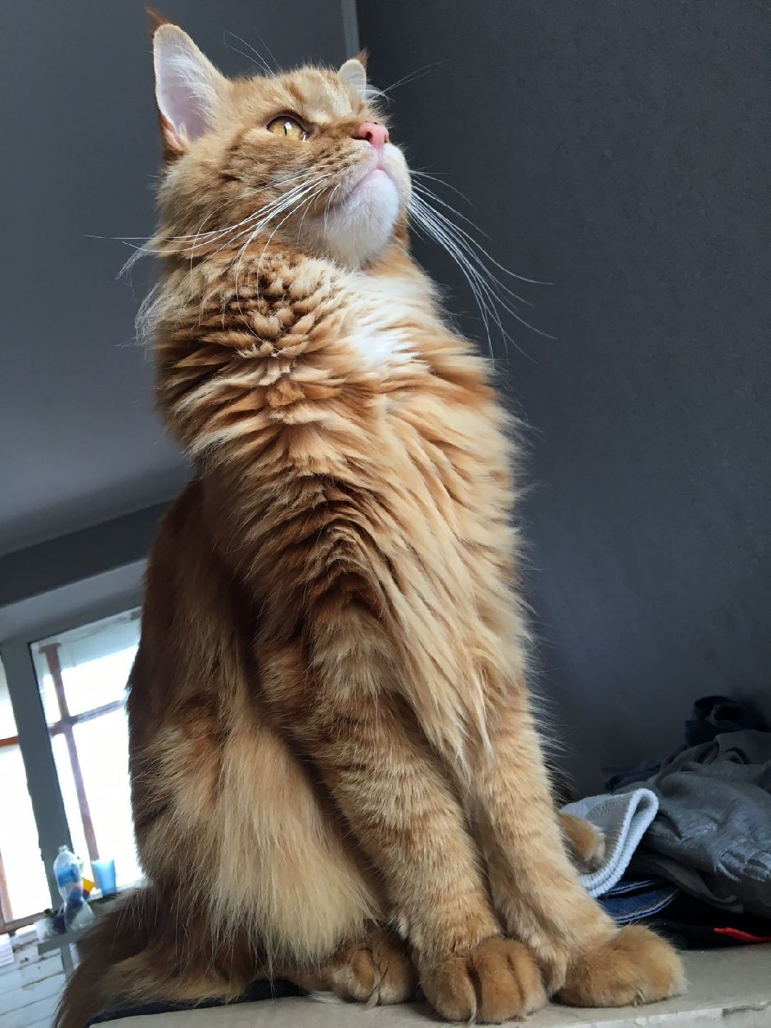 волонтеры, животные, благотворительность, Серпухов