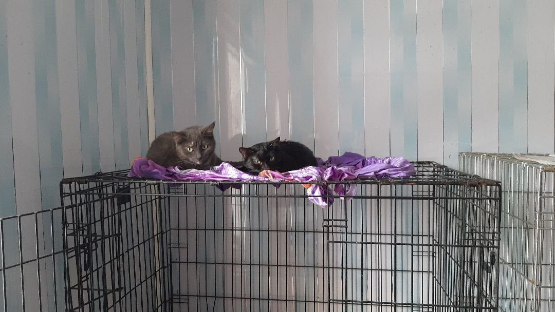 волонтеры, животные, благотворительность, Серпухов