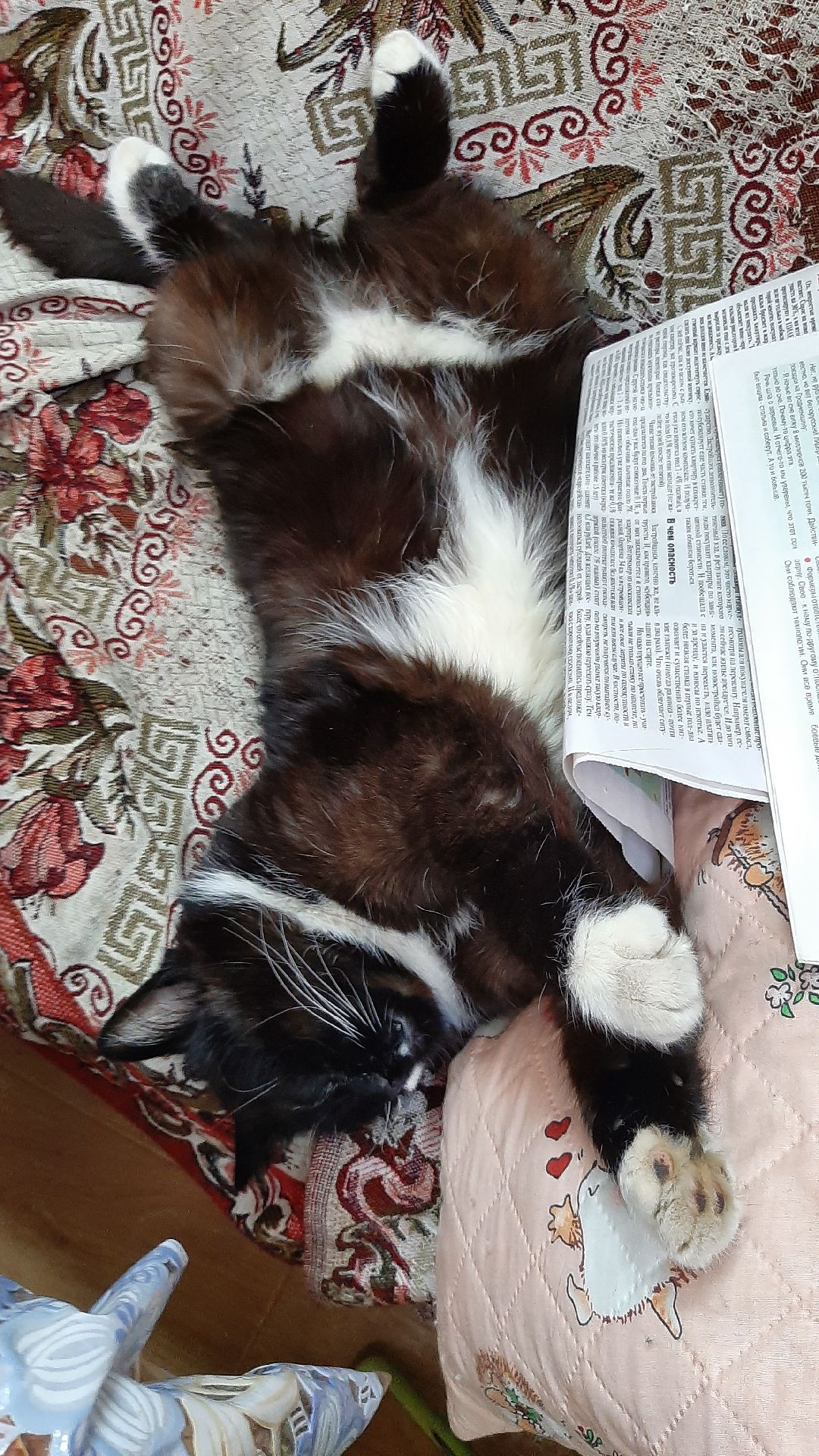 волонтеры, животные, благотворительность, Серпухов