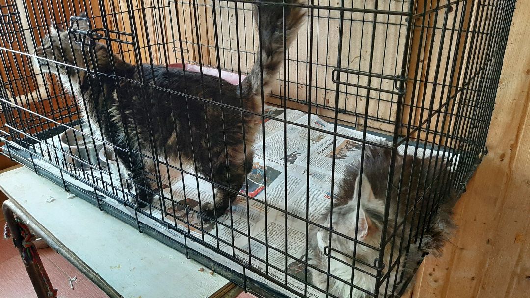 волонтеры, животные, благотворительность, Серпухов