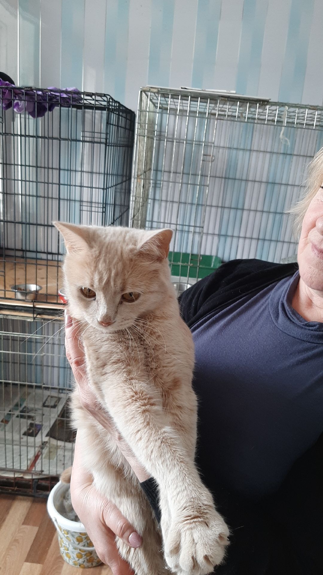 волонтеры, животные, благотворительность, Серпухов