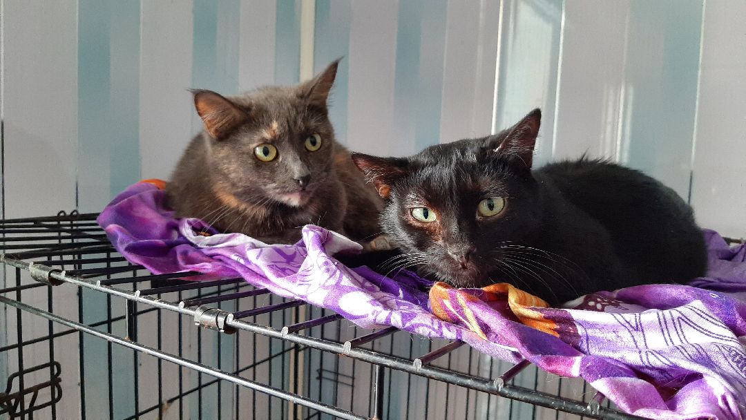 волонтеры, животные, благотворительность, Серпухов