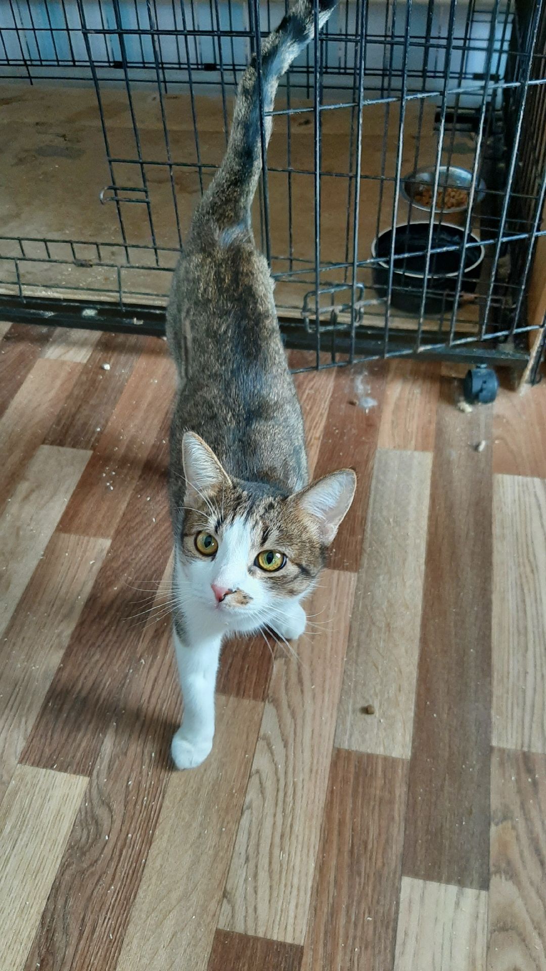 волонтеры, животные, благотворительность, Серпухов