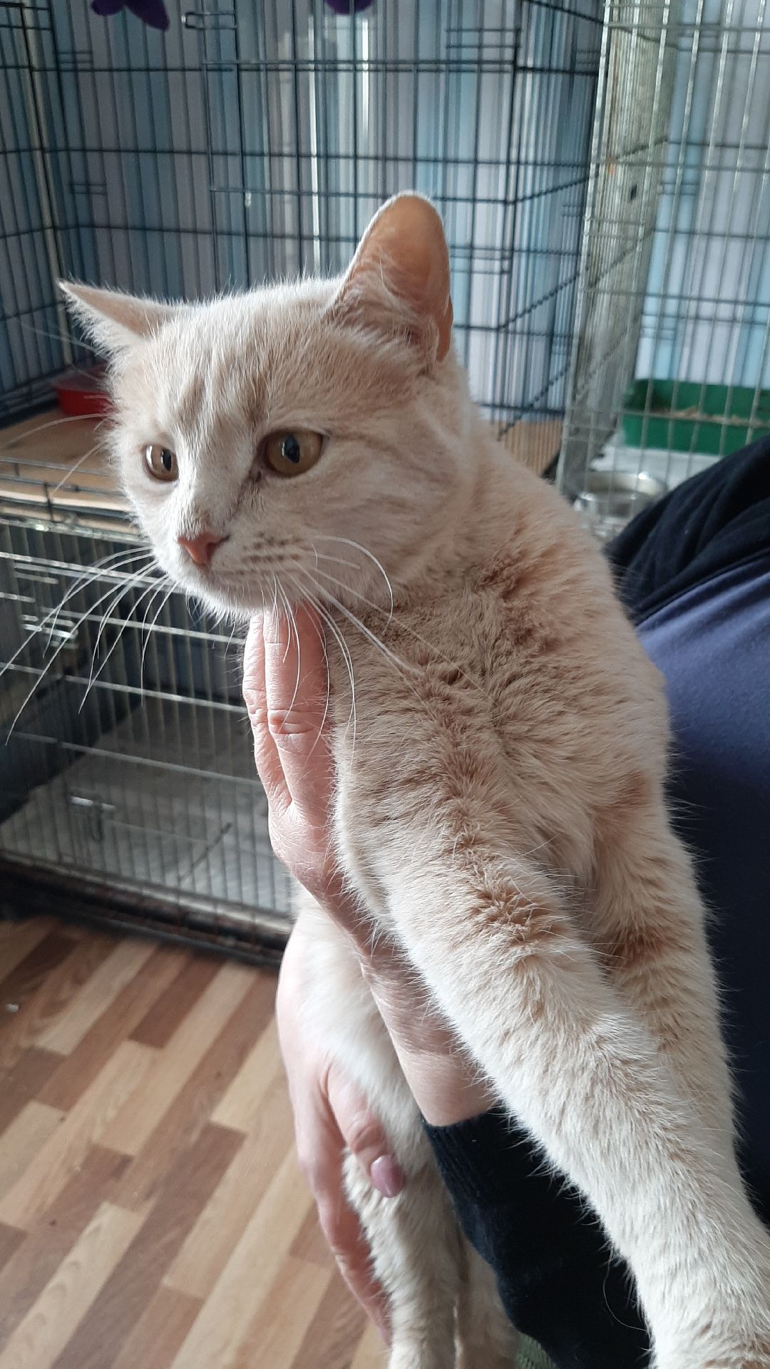 волонтеры, животные, благотворительность, Серпухов