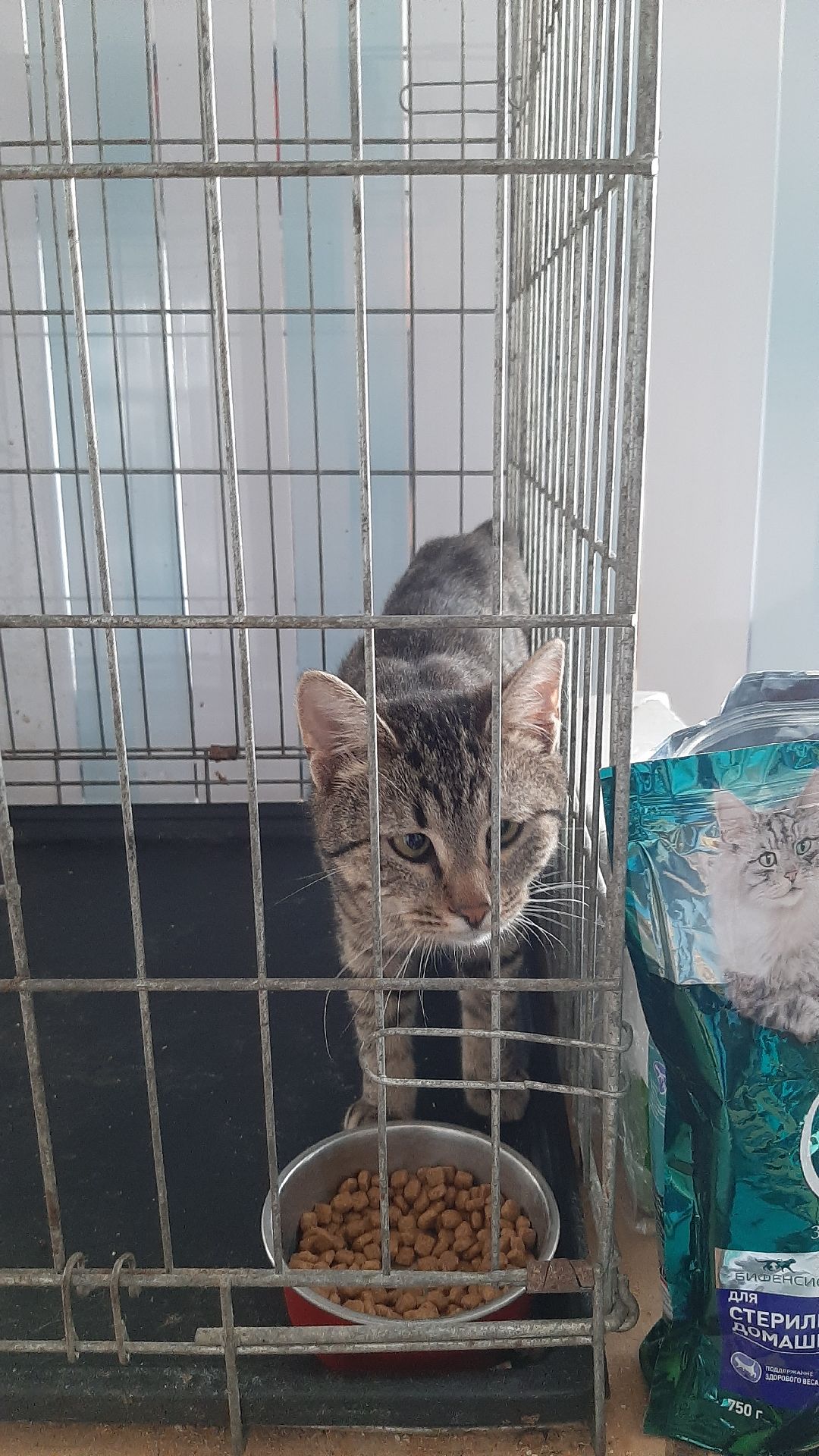 волонтеры, животные, благотворительность, Серпухов