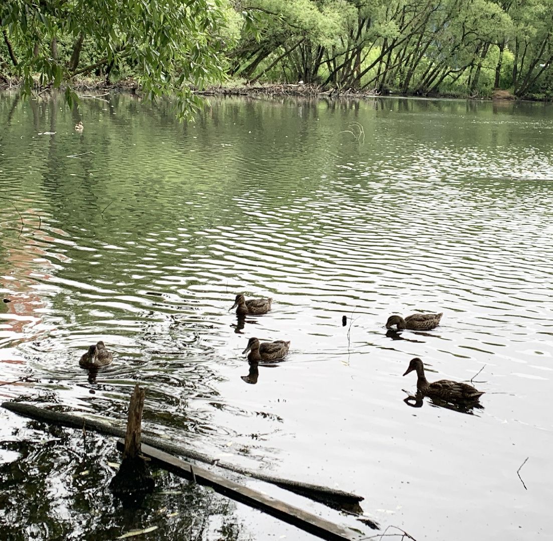 Балашиха, Подмосковье, экология, акции, Вода России