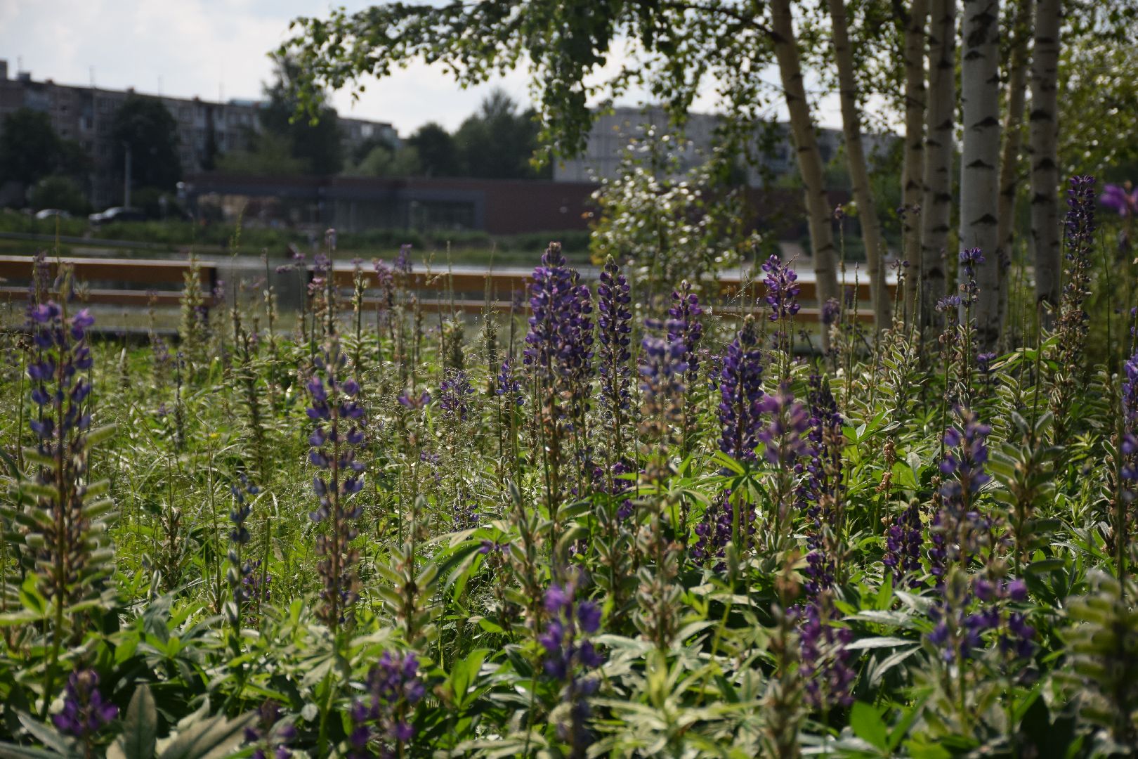 Электрогорск, городской округ Павловский Посад, благоустройство, строительство, отдых, озеро, набережная, люди