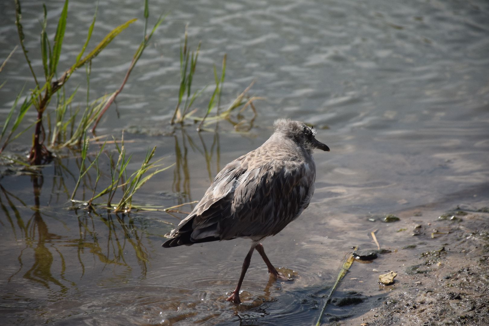 Электрогорск, городской округ Павловский Посад, благоустройство, строительство, отдых, озеро, набережная, люди