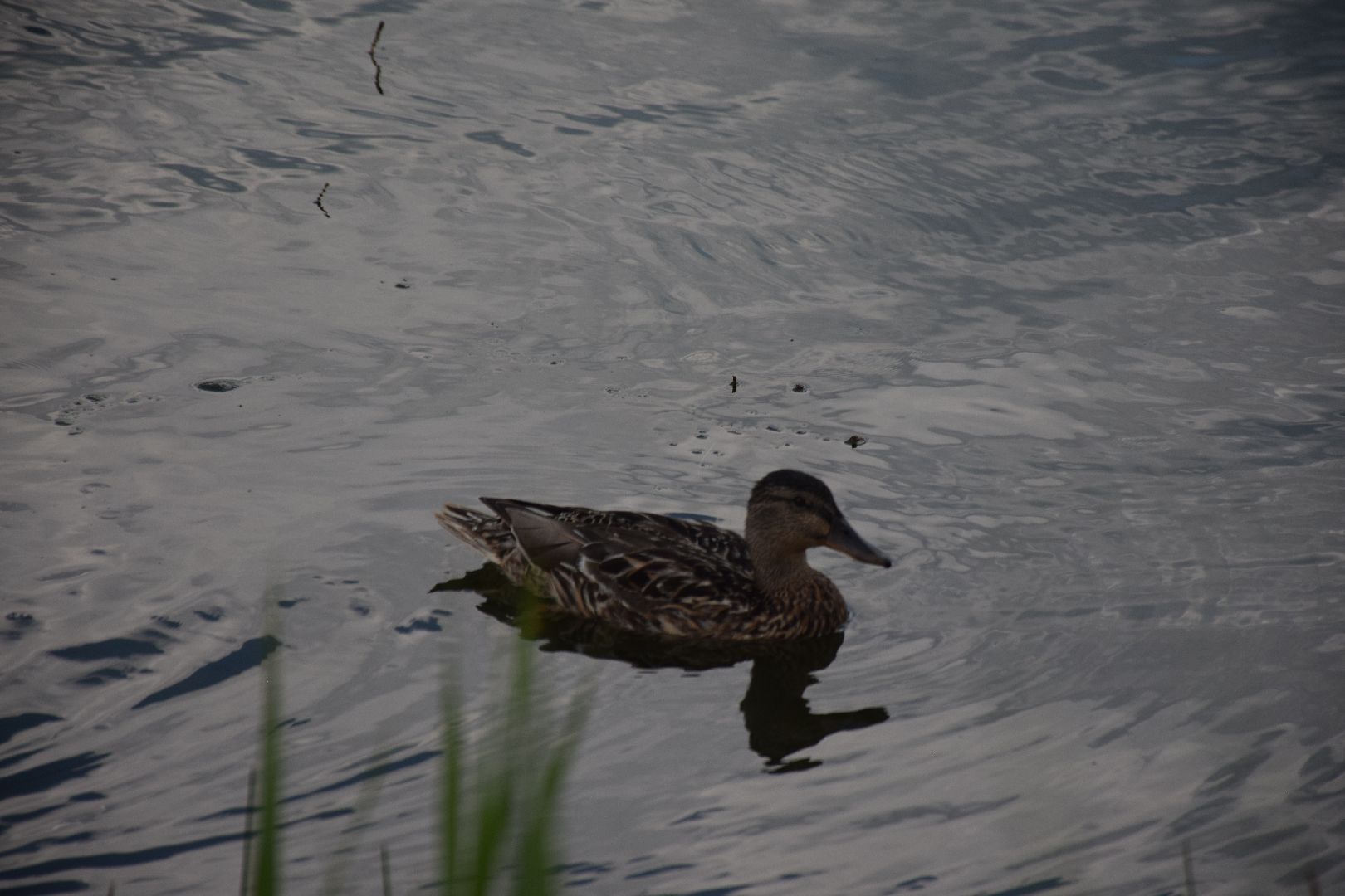 Электрогорск, городской округ Павловский Посад, благоустройство, строительство, отдых, озеро, набережная, люди