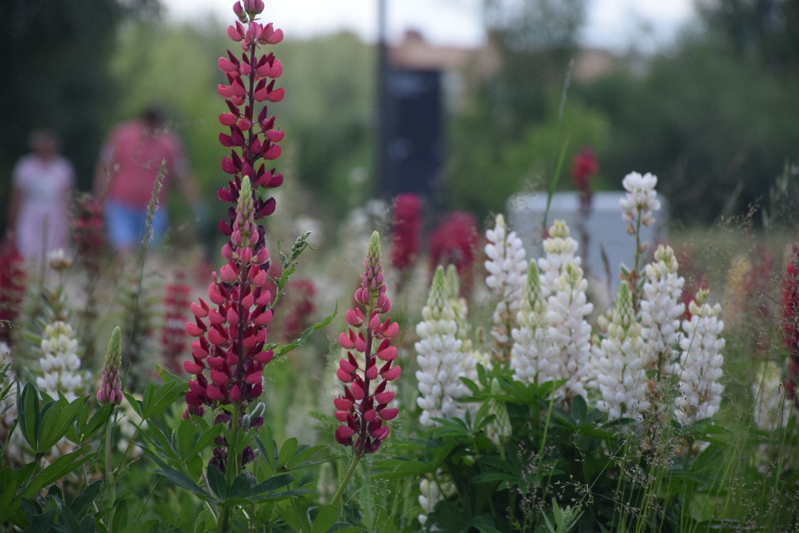 Электрогорск, городской округ Павловский Посад, благоустройство, строительство, отдых, озеро, набережная, люди