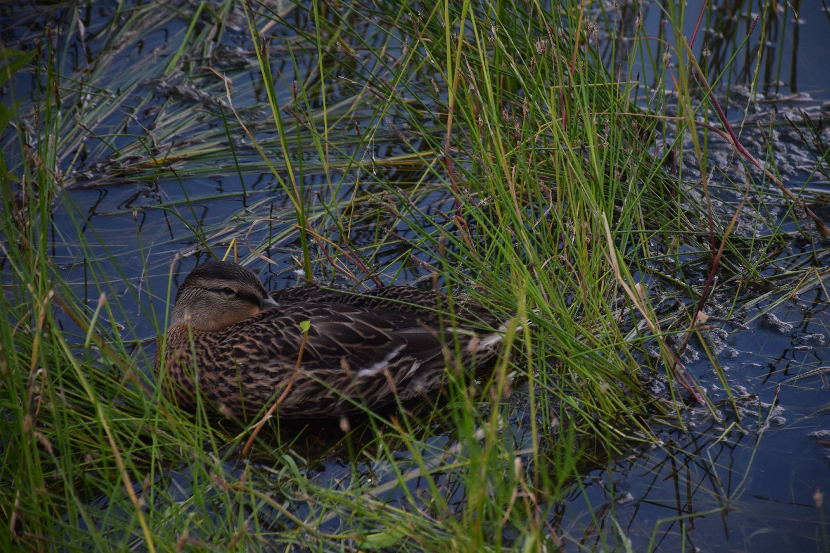 Электрогорск, городской округ Павловский Посад, благоустройство, строительство, отдых, озеро, набережная, люди