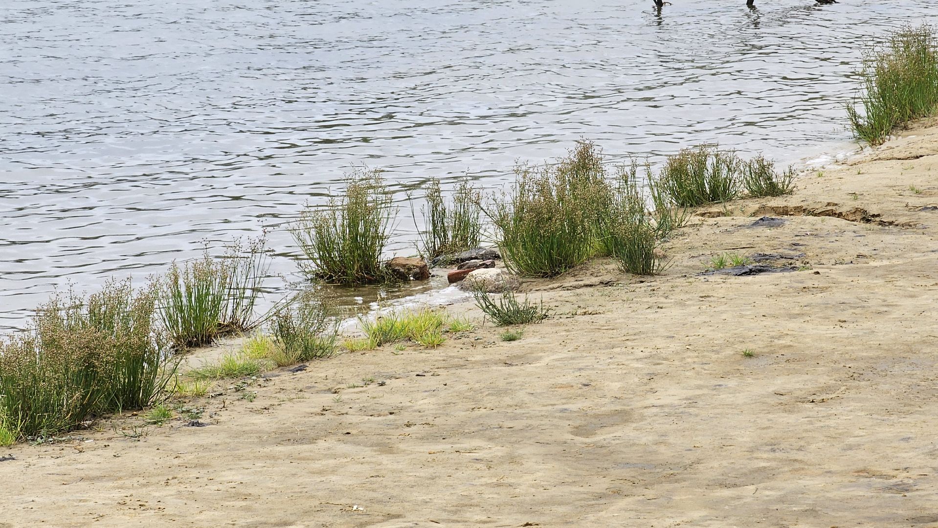экология, санитарное состояние, пляжи, охрана здоровья, Котельники