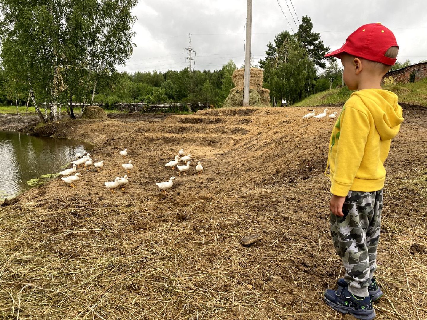 фермер, Воскресенск, сельское хозяйство, контактный зоопарк, животные