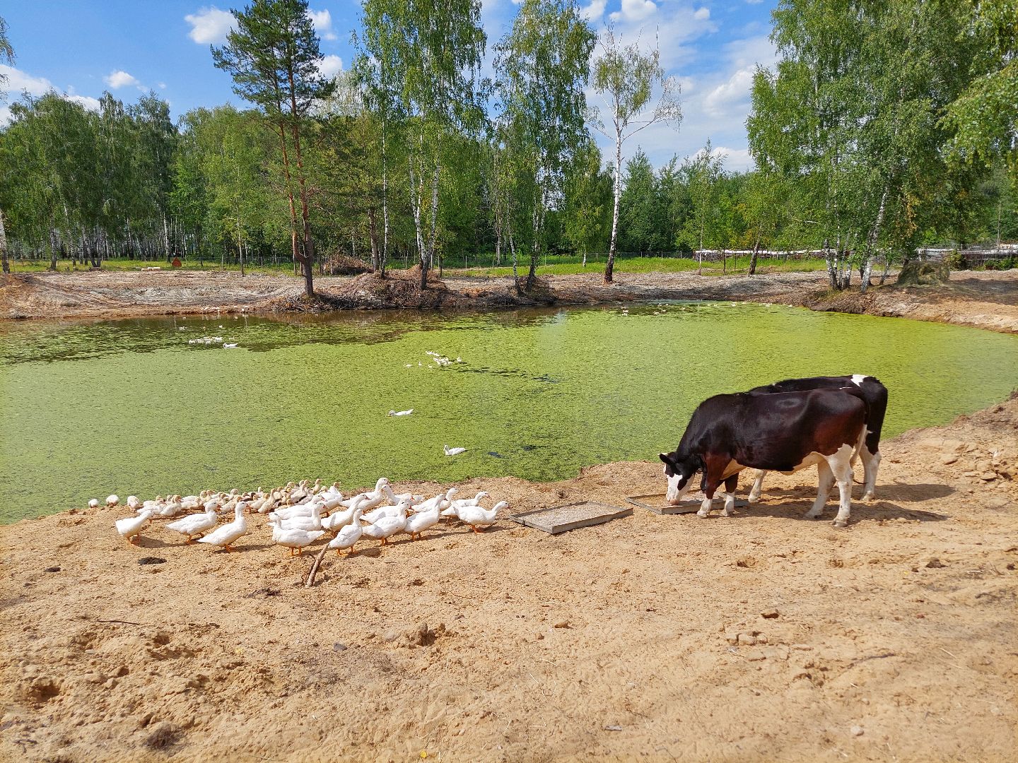 фермер, Воскресенск, сельское хозяйство, контактный зоопарк, животные