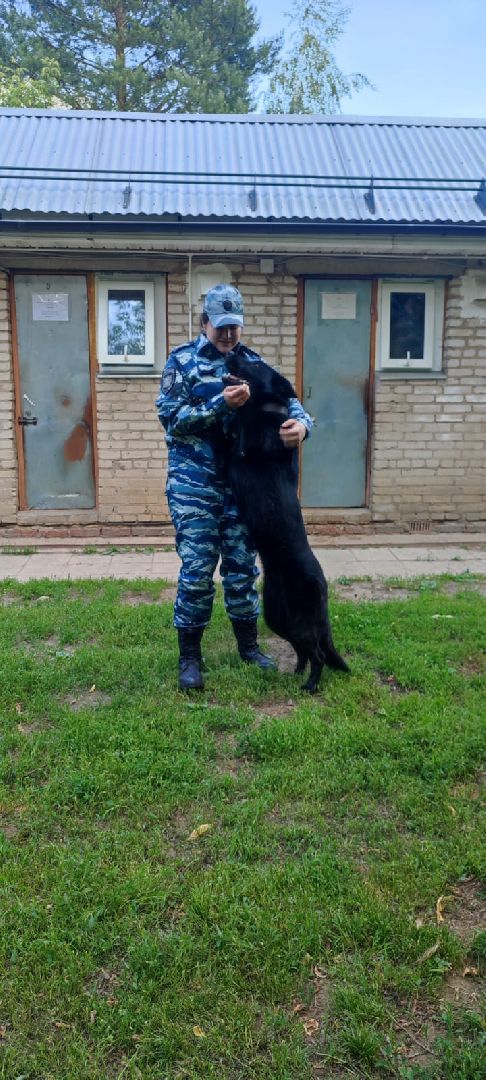 Полиция, Кинолог, МВД, МВД России, Пушкино, Пушкинский округ