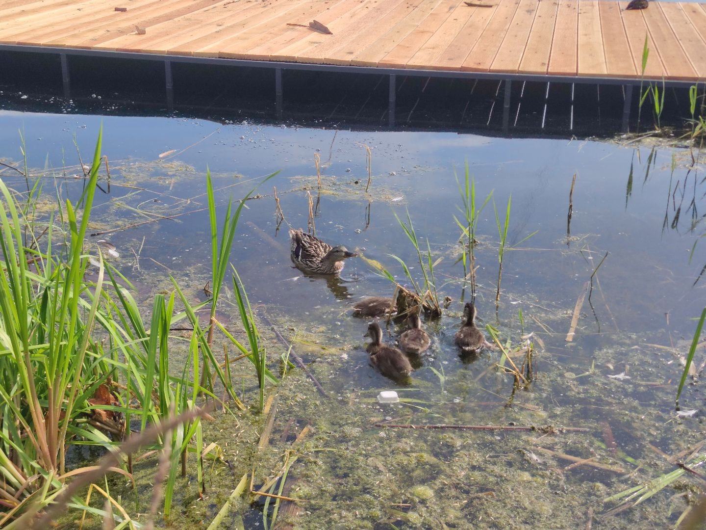 Экология, корм для уток, автомат, Дубна