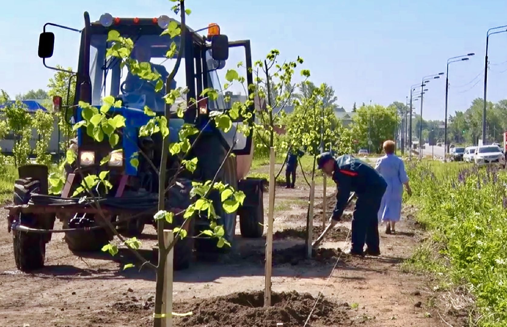 Клин, благоустройство, общество, экология, высадка деревьев