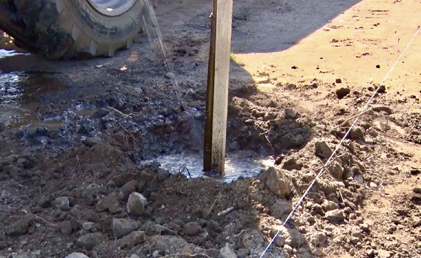 Клин, благоустройство, общество, экология, высадка деревьев