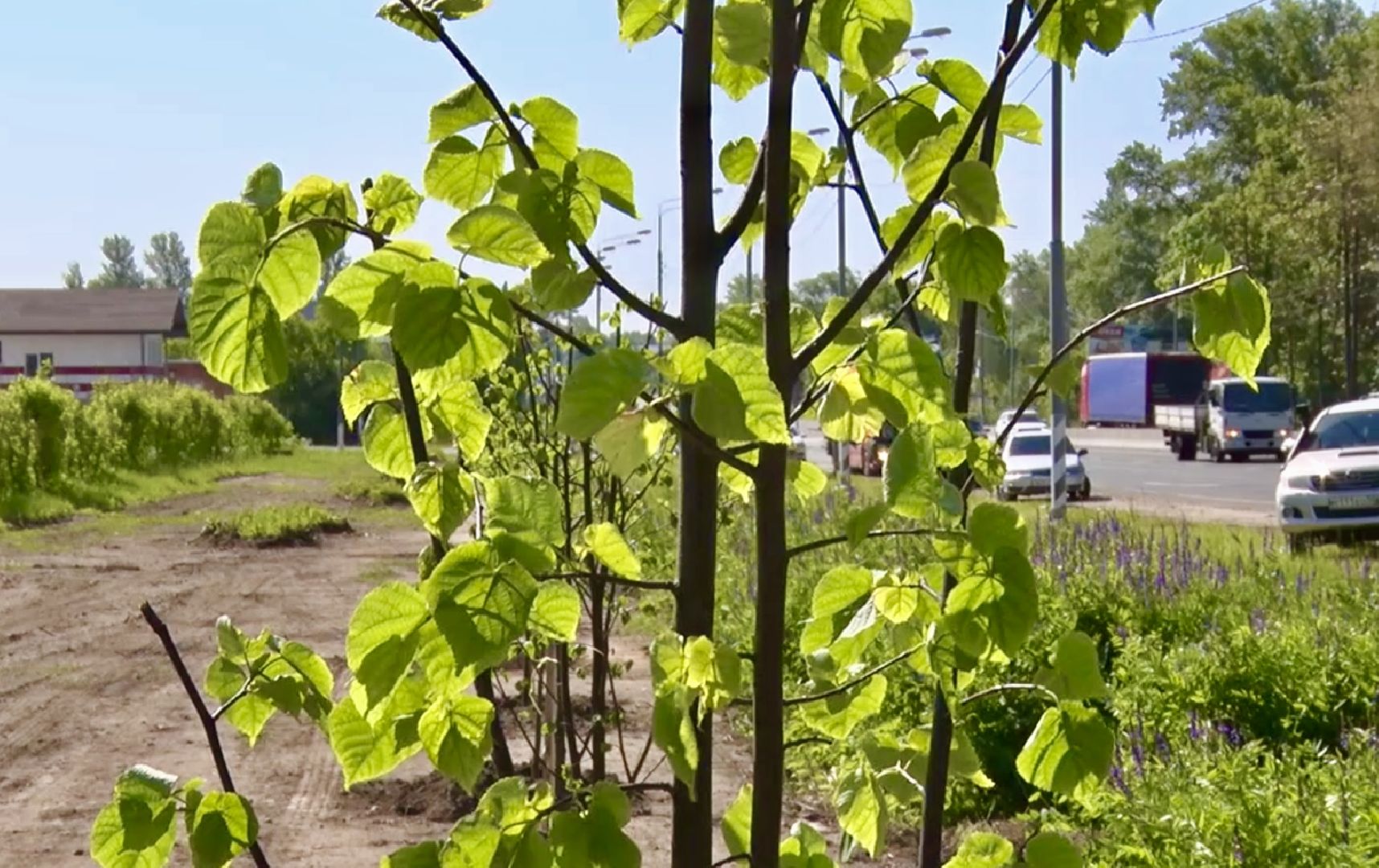 Клин, благоустройство, общество, экология, высадка деревьев