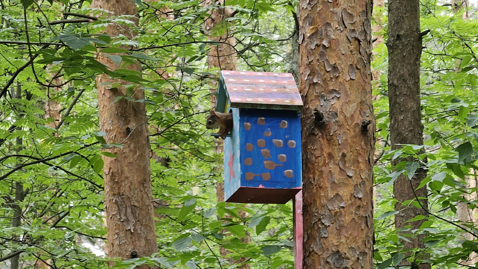 белки в лесу, потомство, Кузьминский лесопарк, Котельники