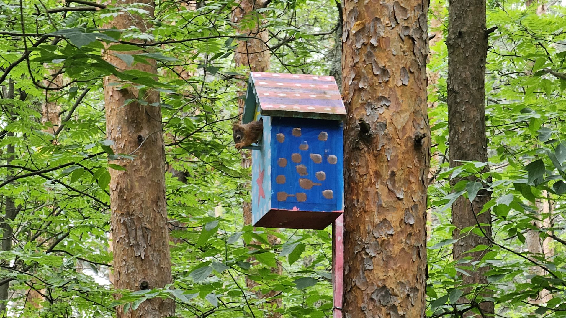 белки в лесу, потомство, Кузьминский лесопарк, Котельники