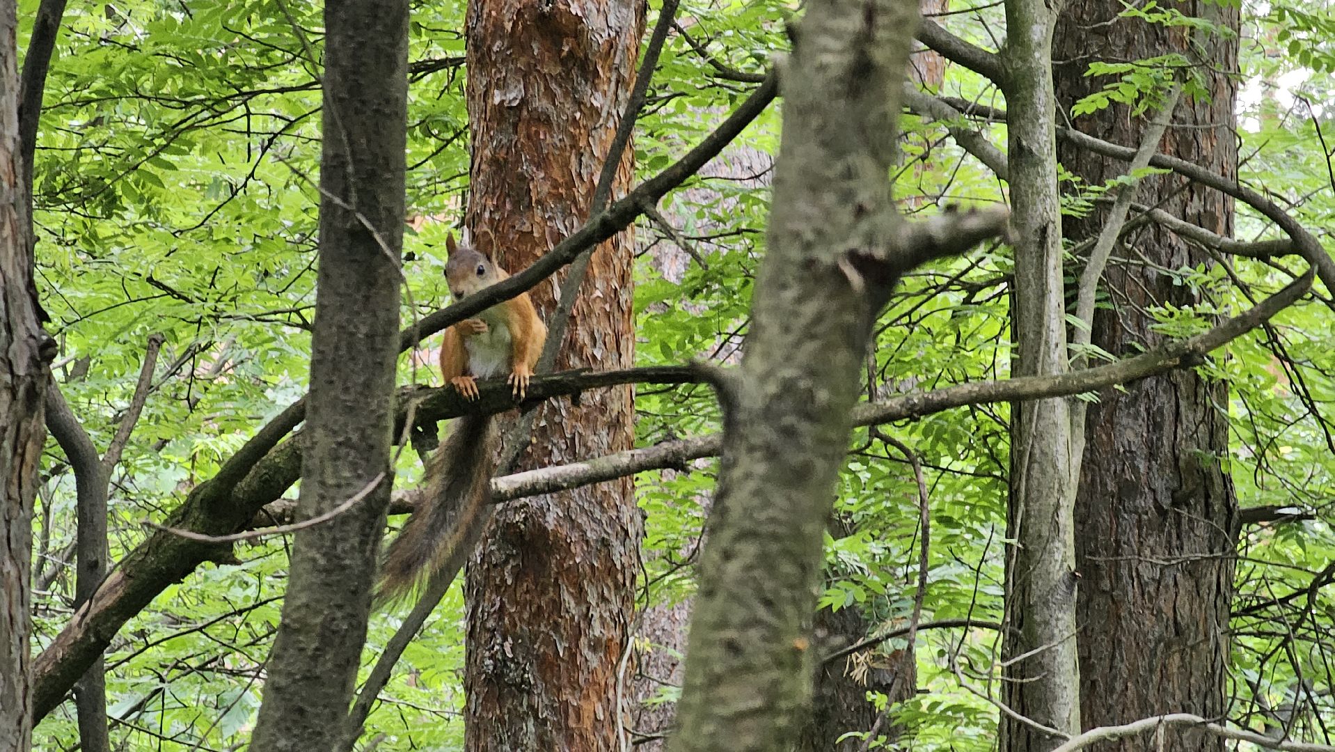 белки в лесу, потомство, Кузьминский лесопарк, Котельники