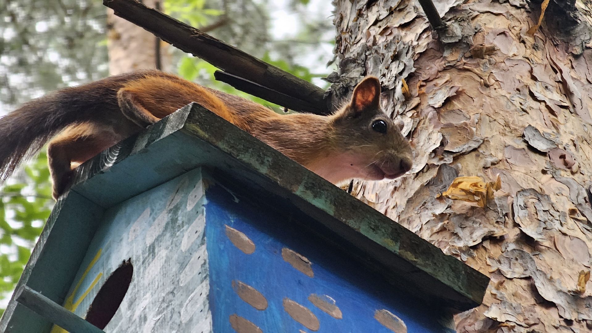 белки в лесу, потомство, Кузьминский лесопарк, Котельники