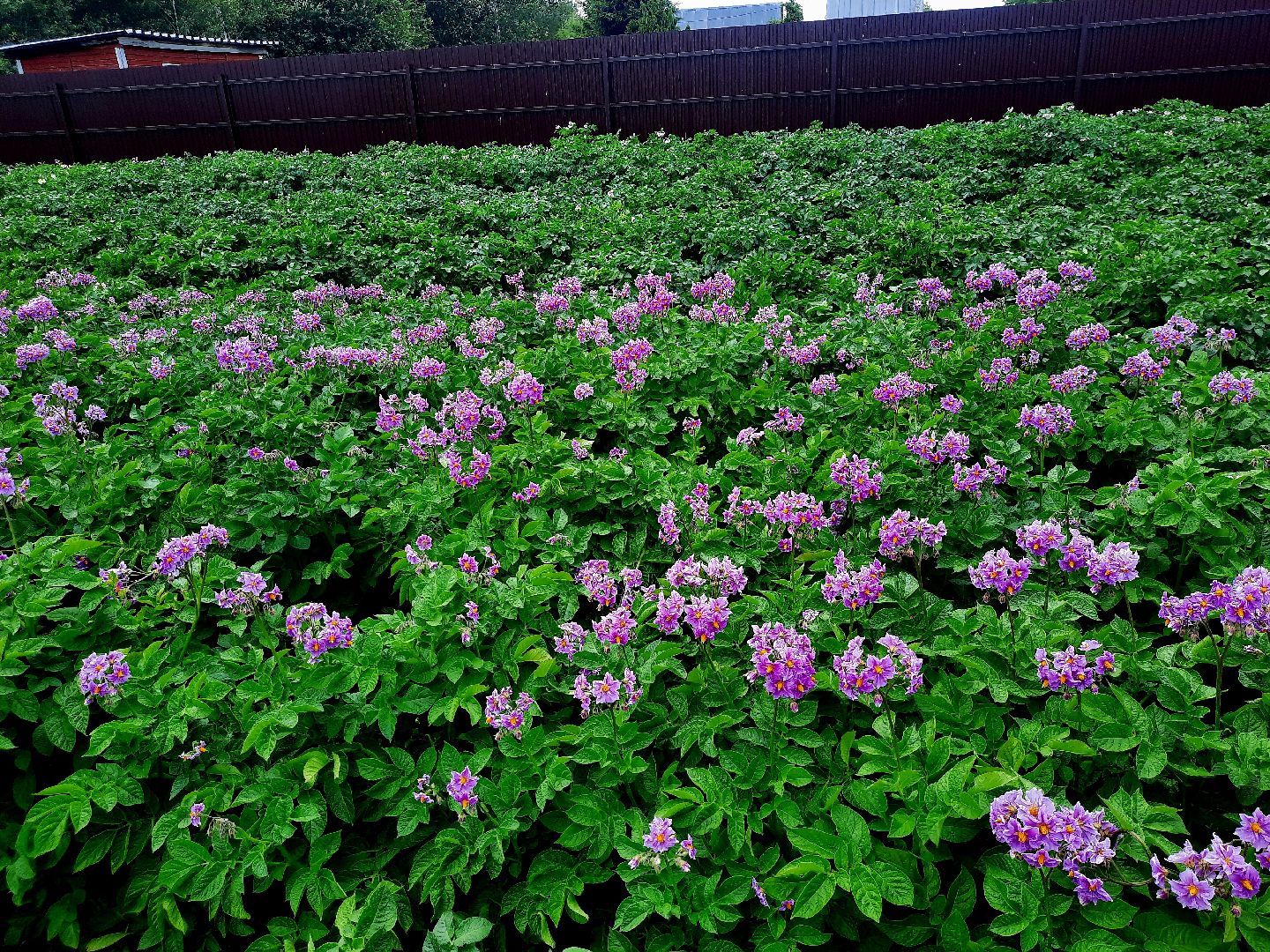 #шатура, #цветение_картофеля, #супер_фото