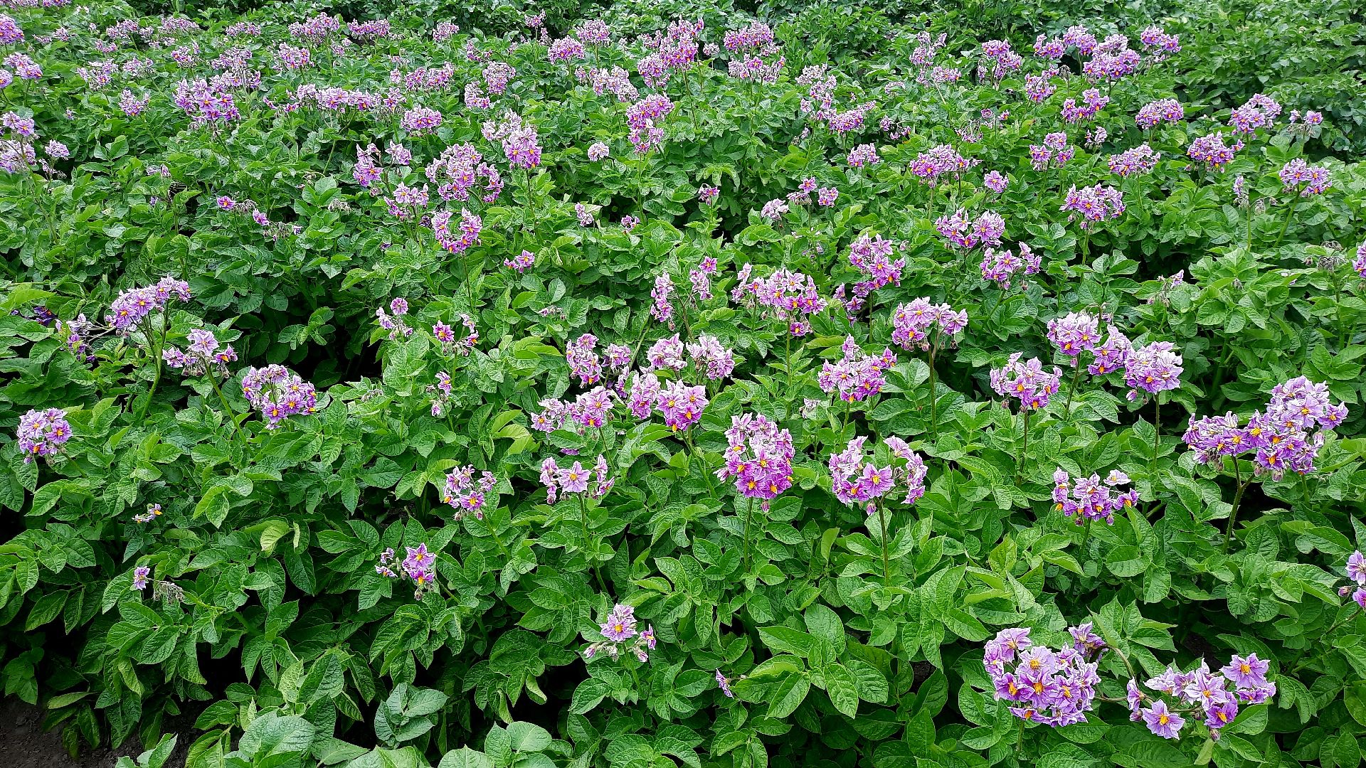 #шатура, #цветение_картофеля, #супер_фото