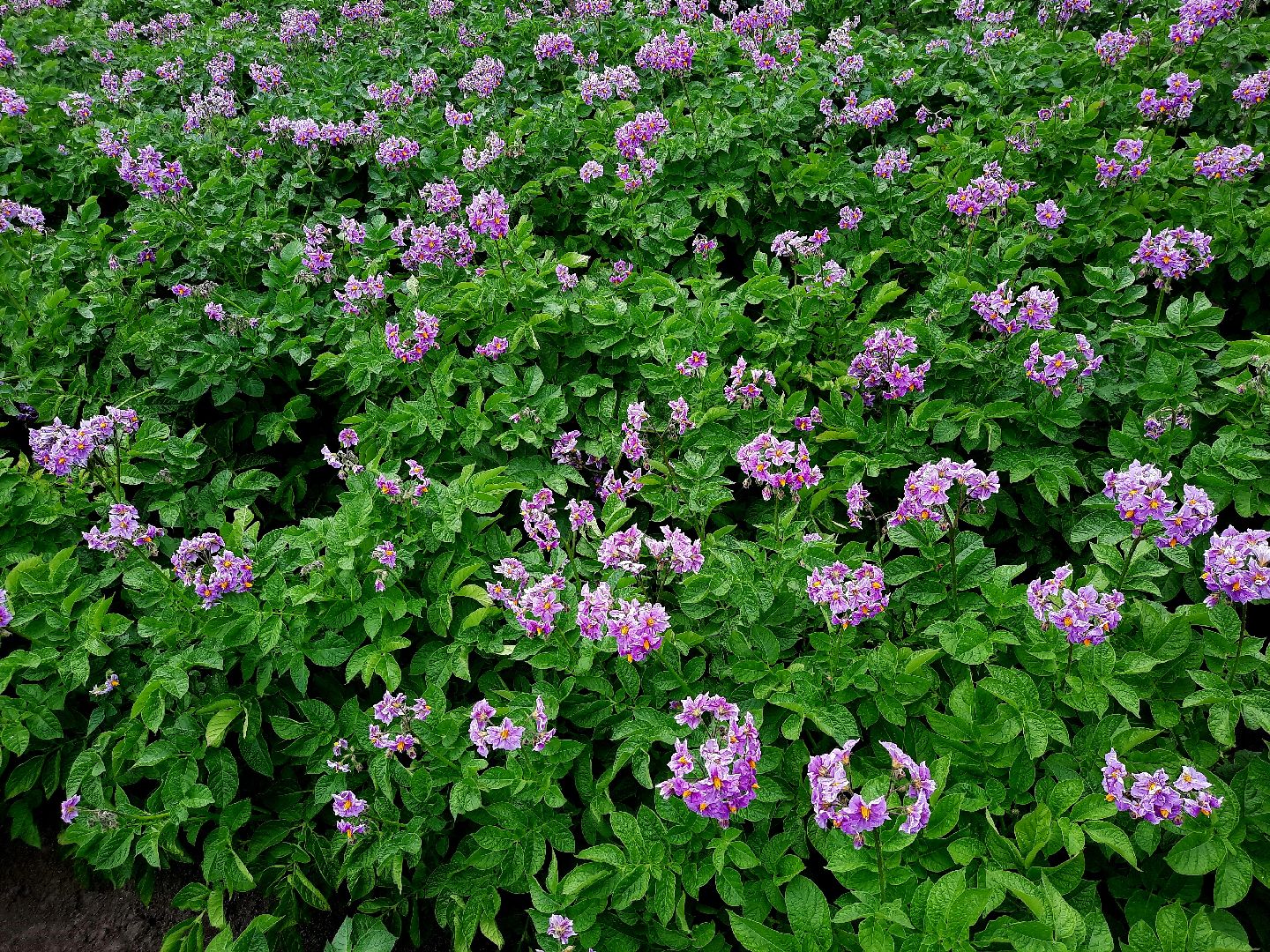 #шатура, #цветение_картофеля, #супер_фото