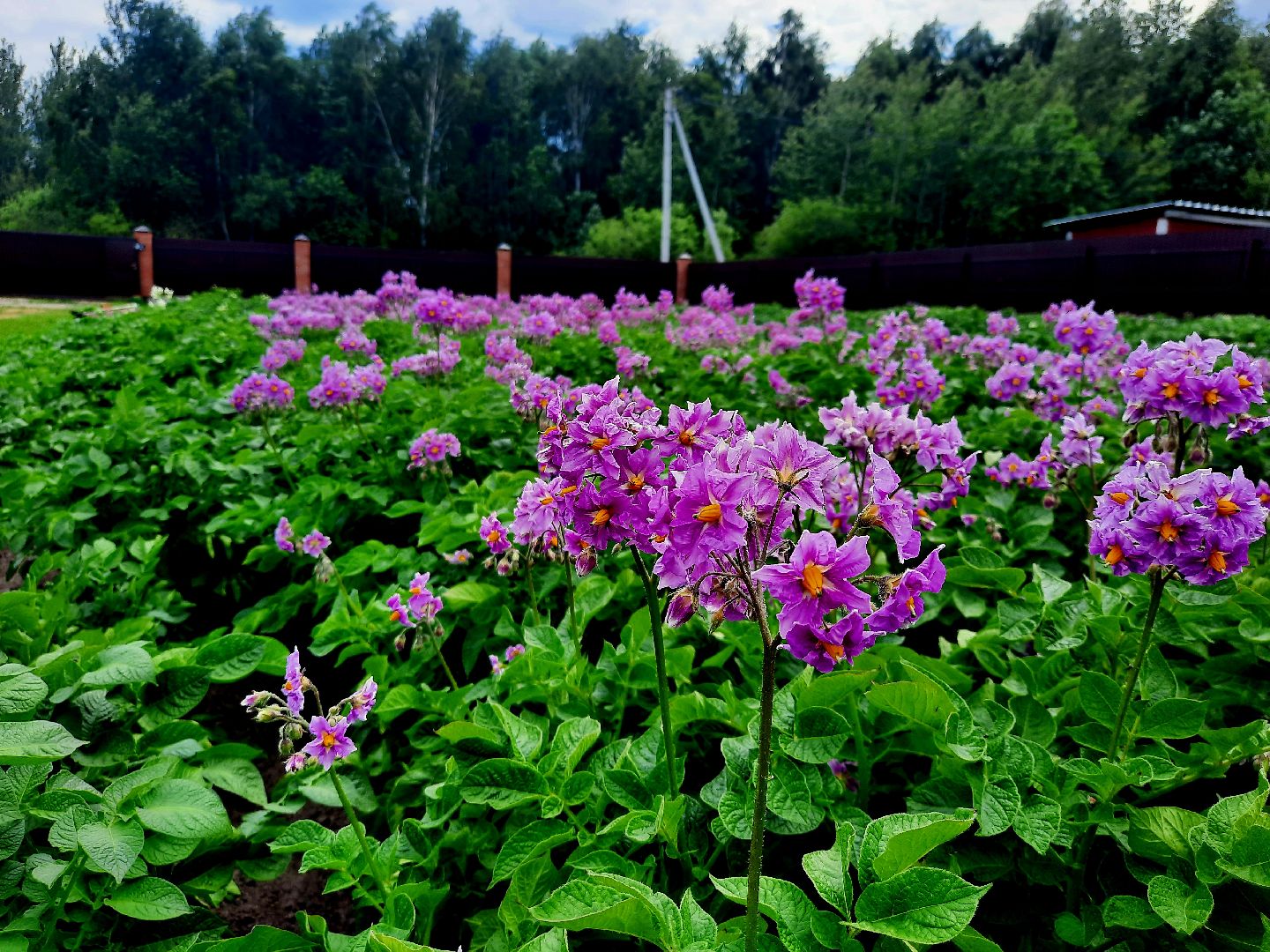 #шатура, #цветение_картофеля, #супер_фото