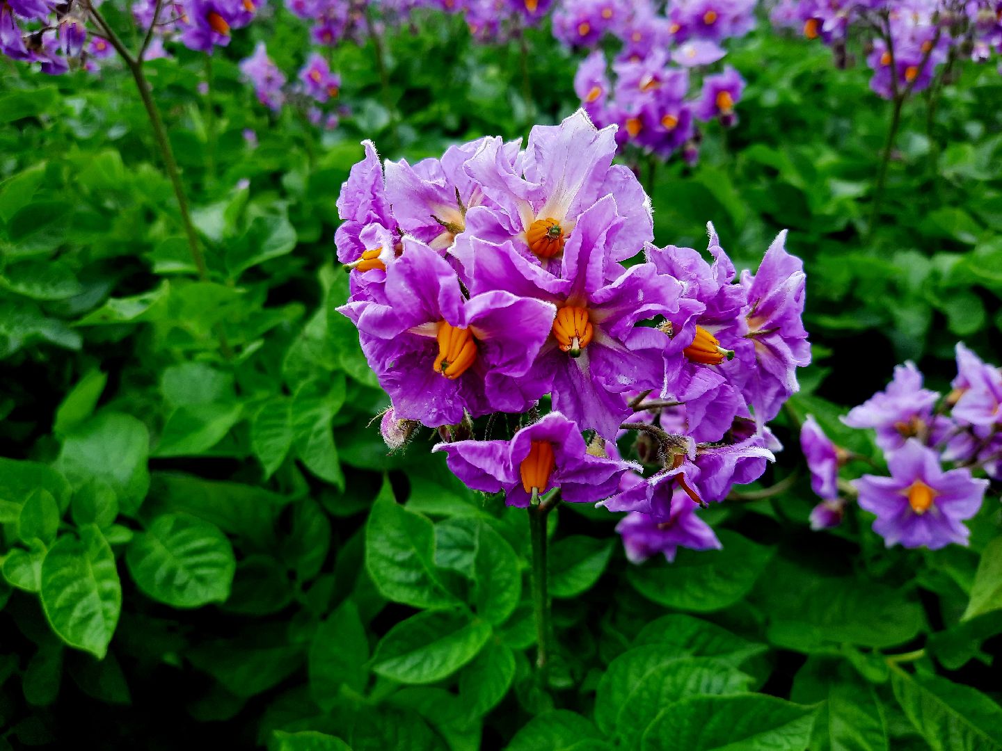 #шатура, #цветение_картофеля, #супер_фото