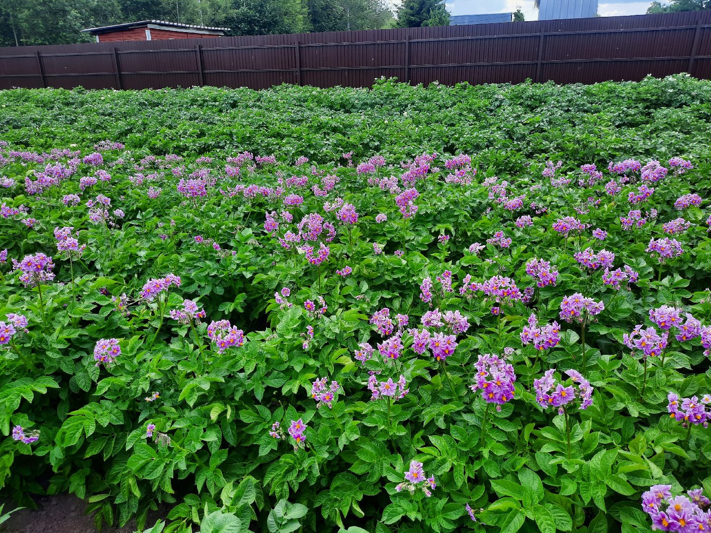 #шатура, #цветение_картофеля, #супер_фото