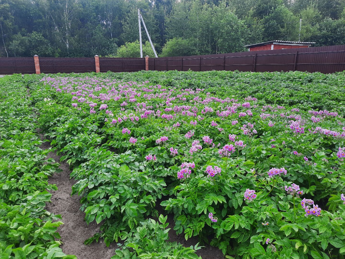 #шатура, #цветение_картофеля, #супер_фото