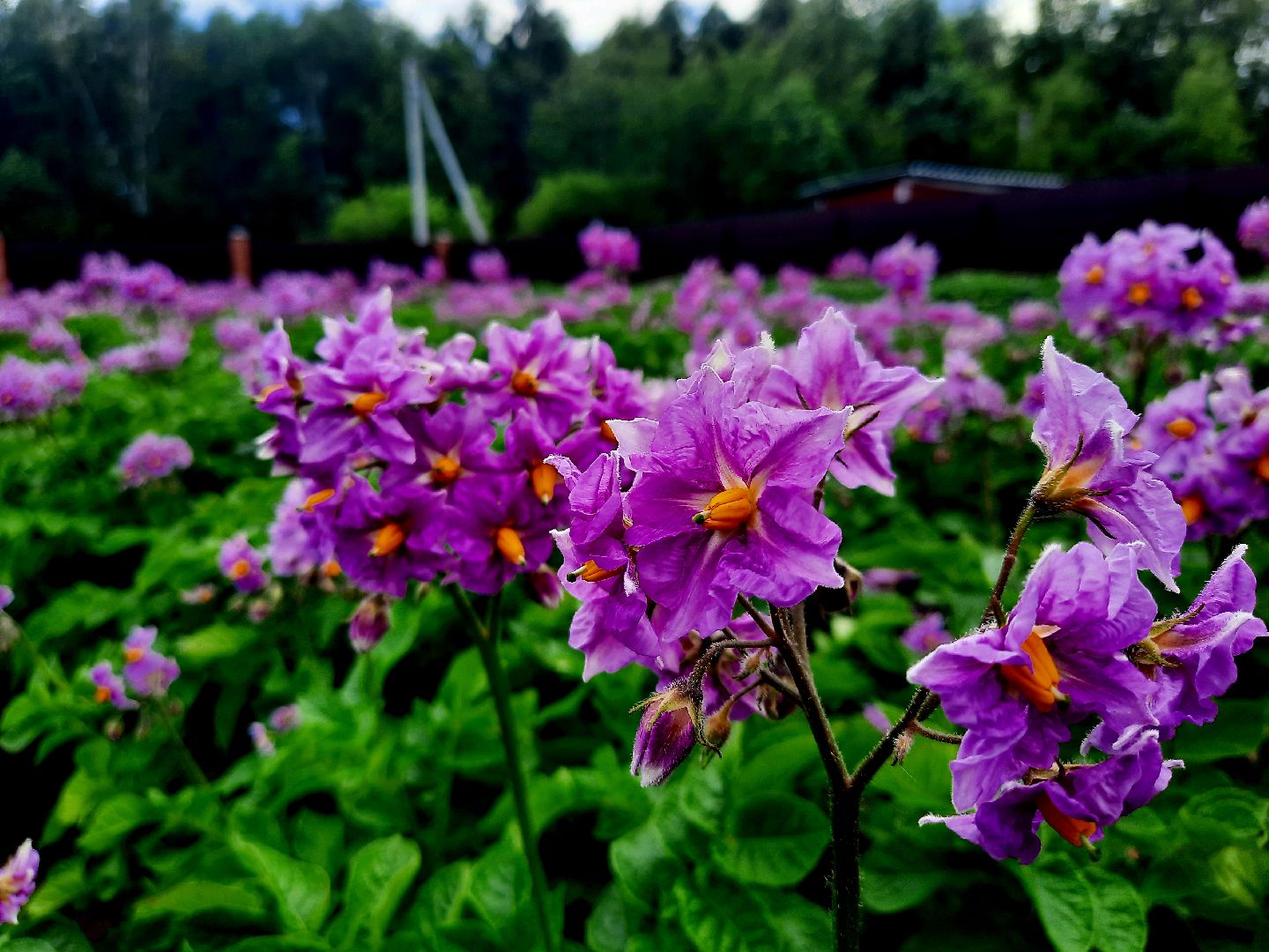 #шатура, #цветение_картофеля, #супер_фото