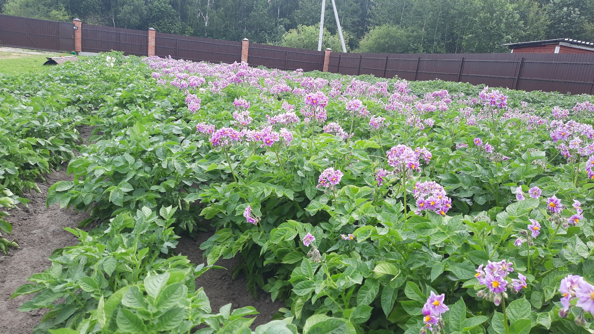 #шатура, #цветение_картофеля, #супер_фото