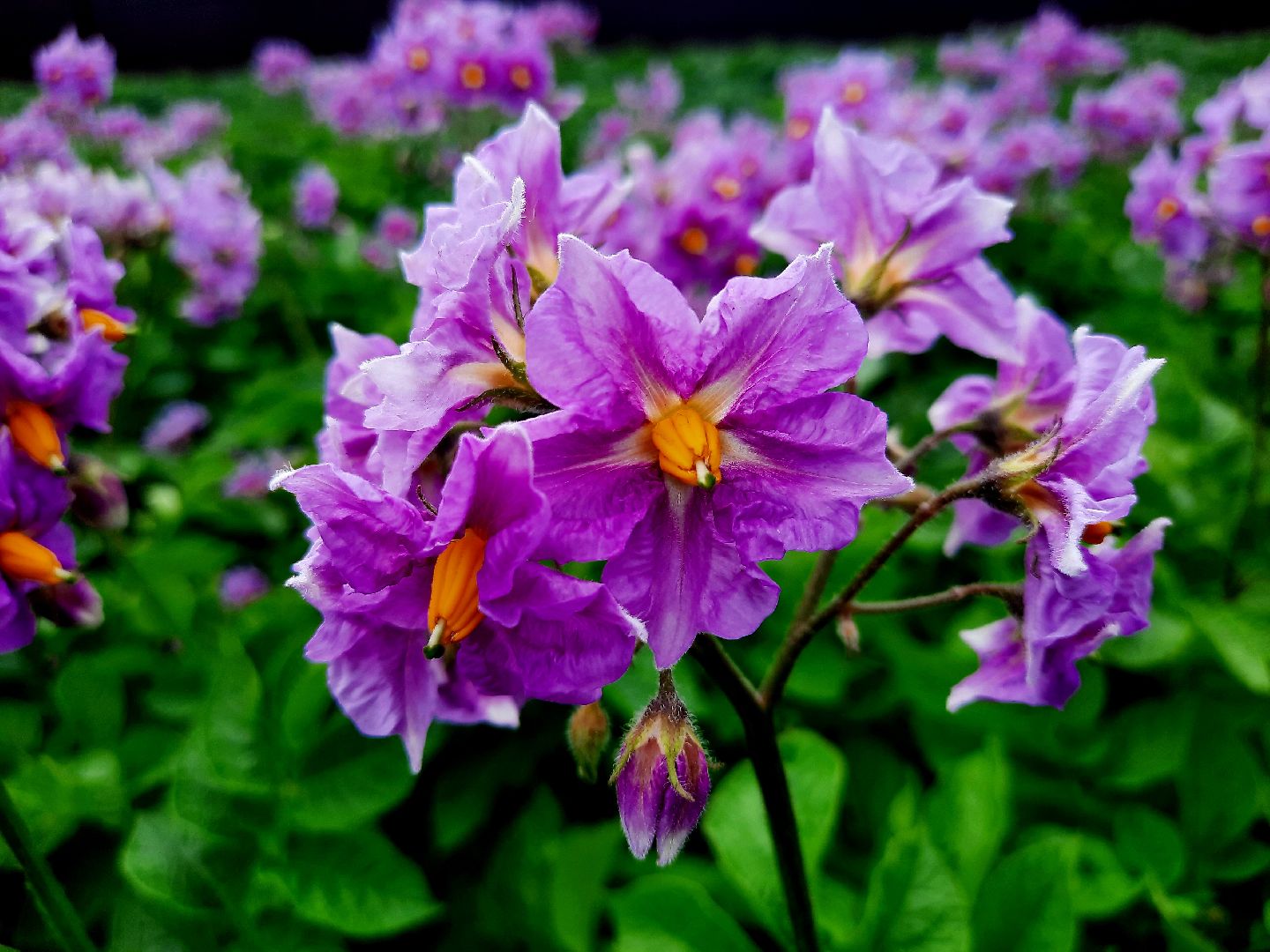 #шатура, #цветение_картофеля, #супер_фото