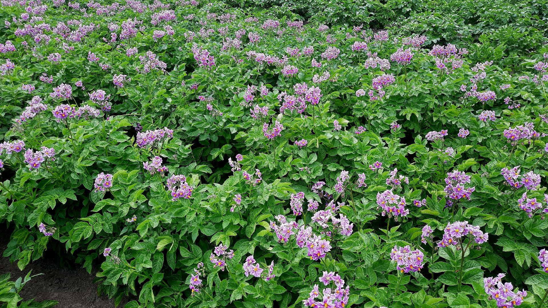 #шатура, #цветение_картофеля, #супер_фото