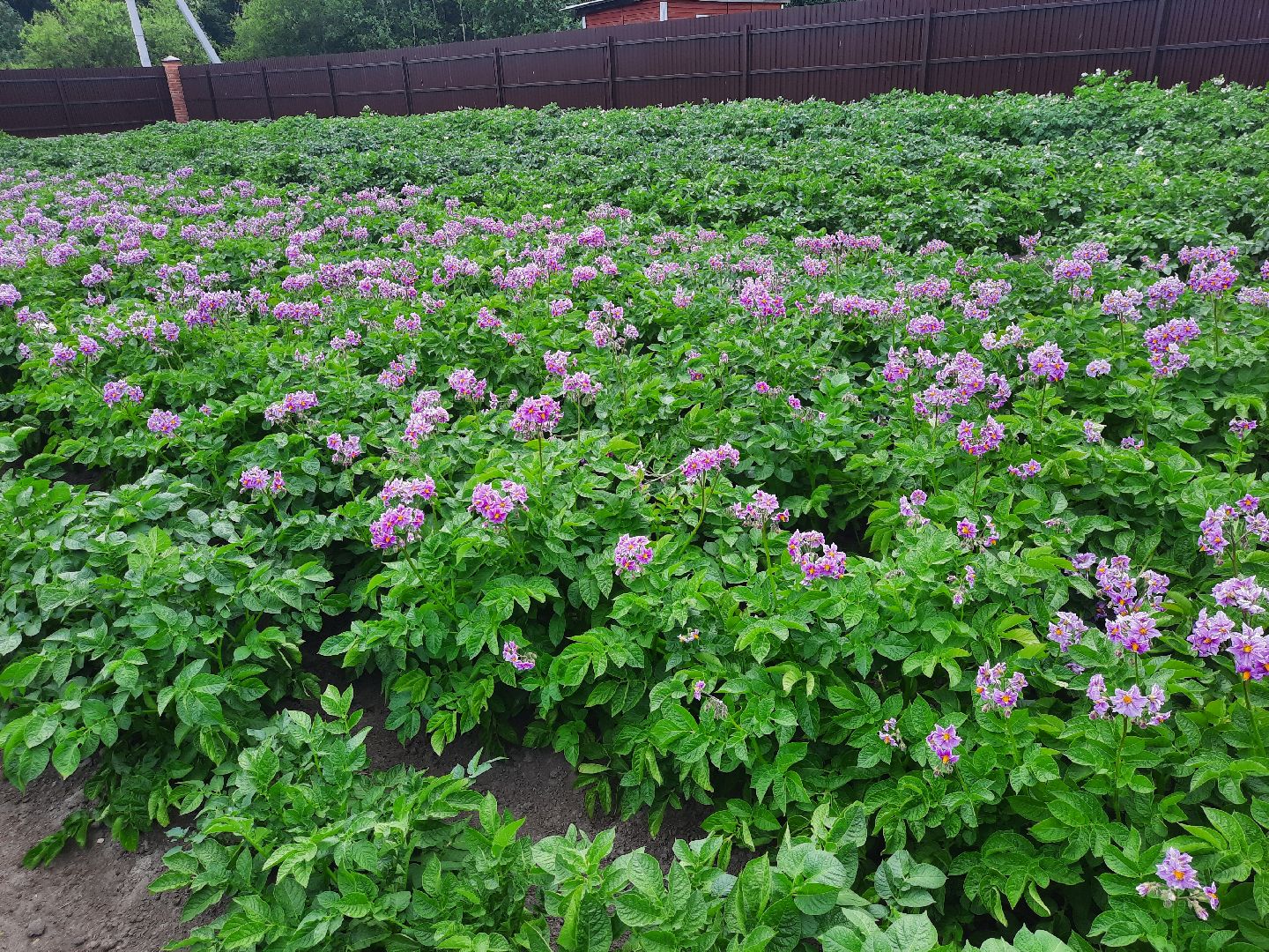 #шатура, #цветение_картофеля, #супер_фото