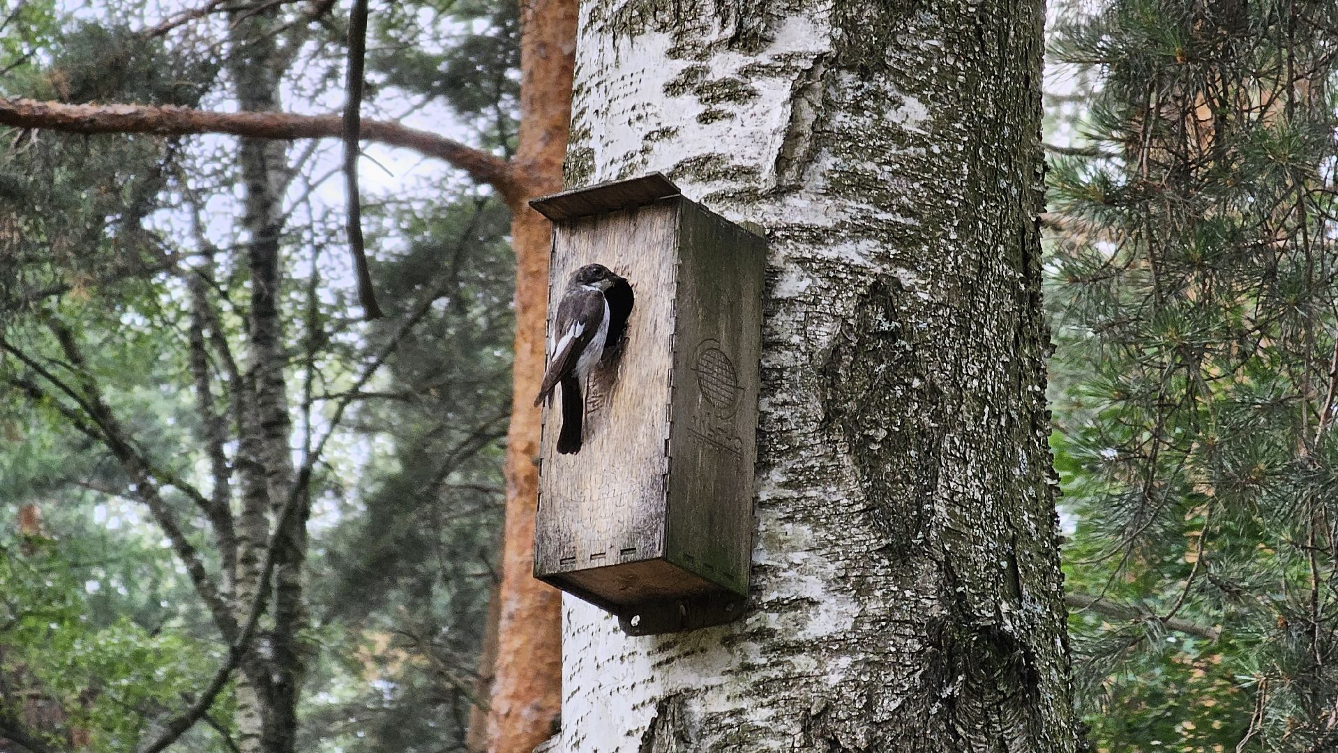 Кузьминский лесопарк, птицы Подмосковья, Котельники