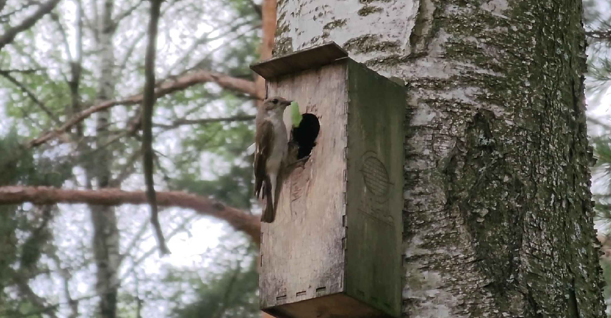 Кузьминский лесопарк, птицы Подмосковья, Котельники