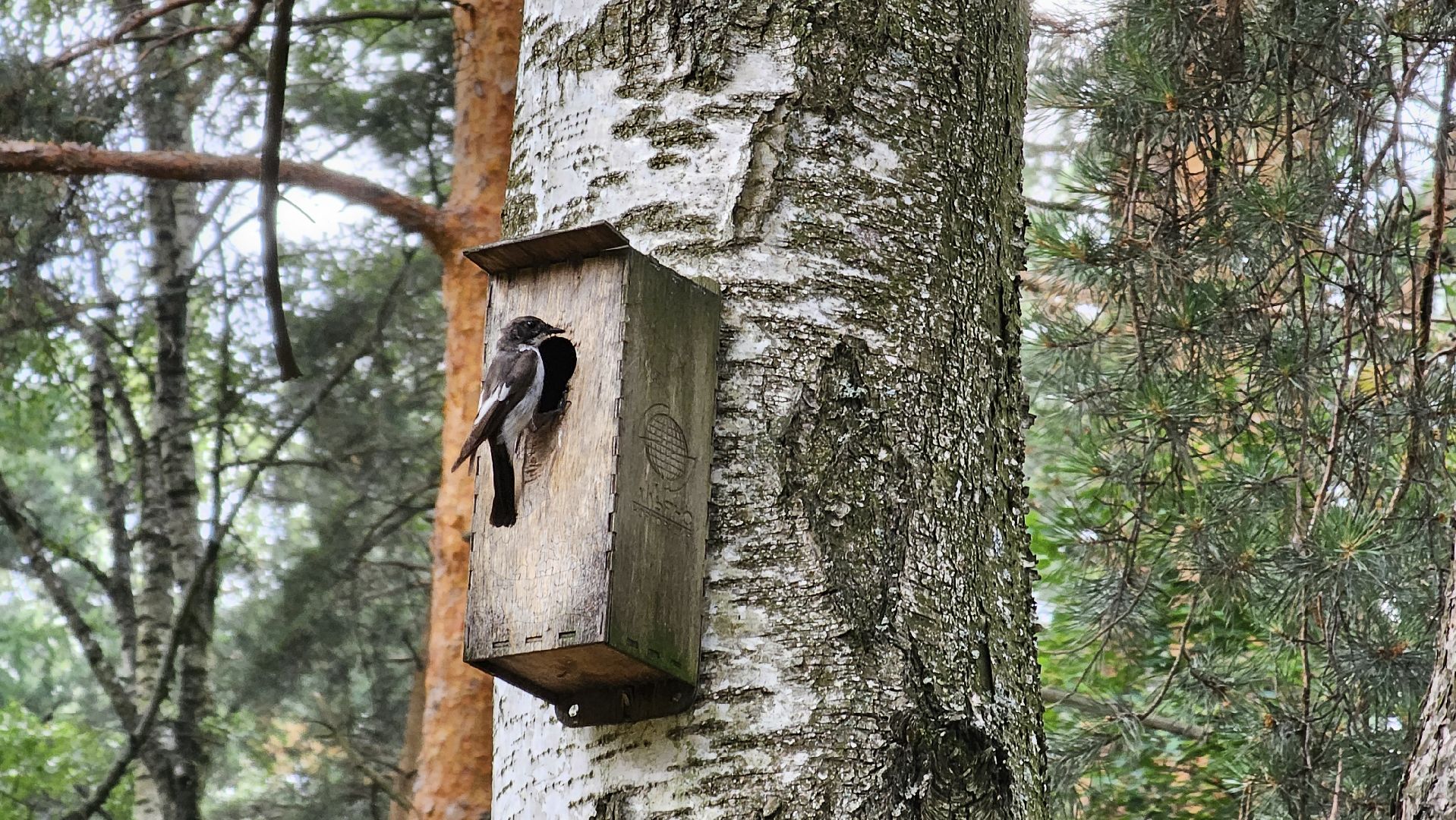 Кузьминский лесопарк, птицы Подмосковья, Котельники