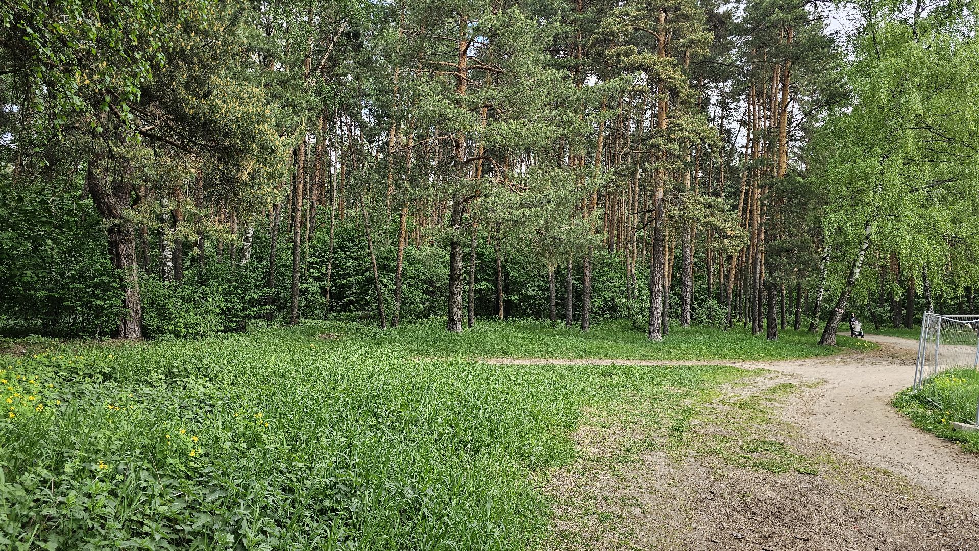 Кузьминский лесопарк, птицы Подмосковья, Котельники