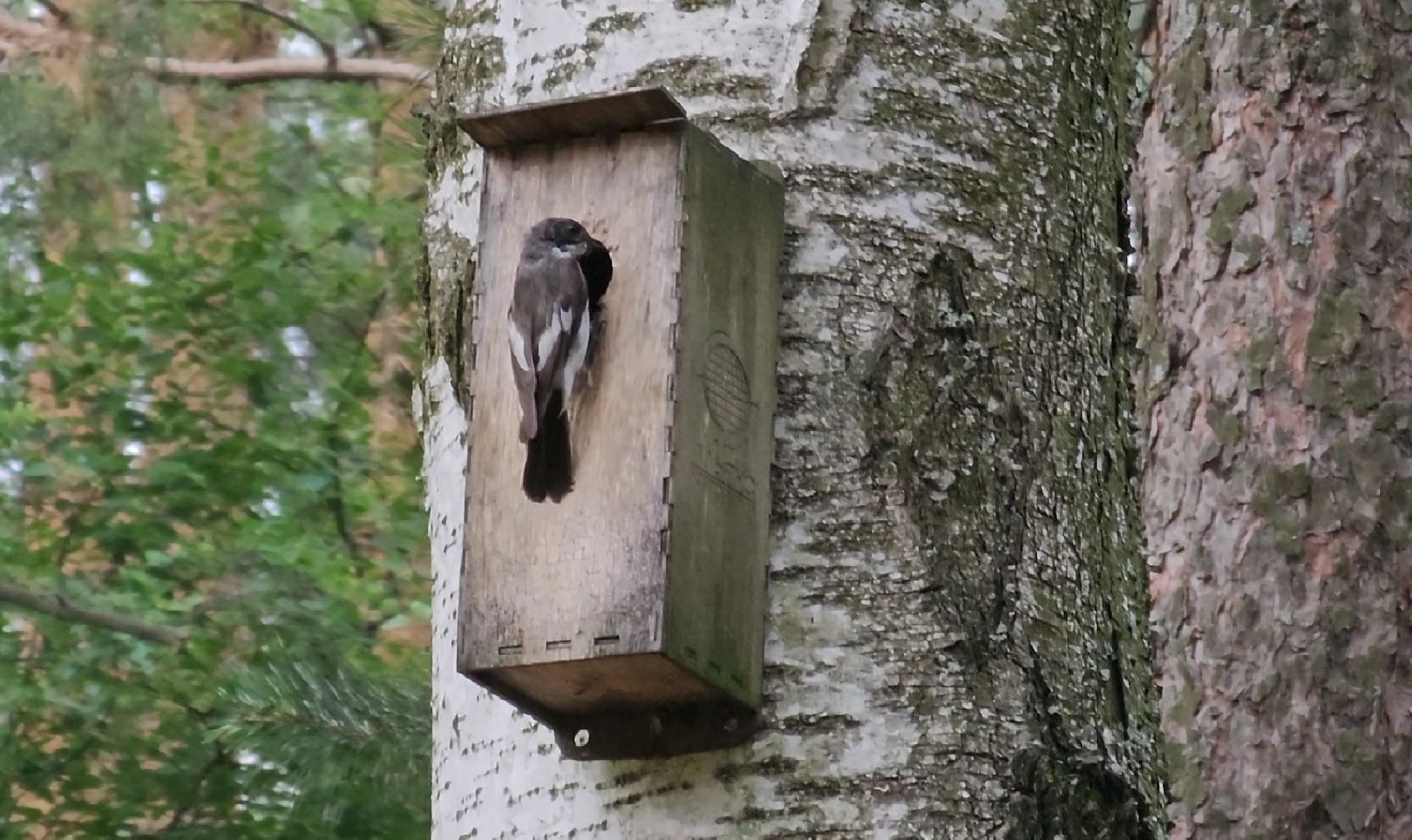 Кузьминский лесопарк, птицы Подмосковья, Котельники