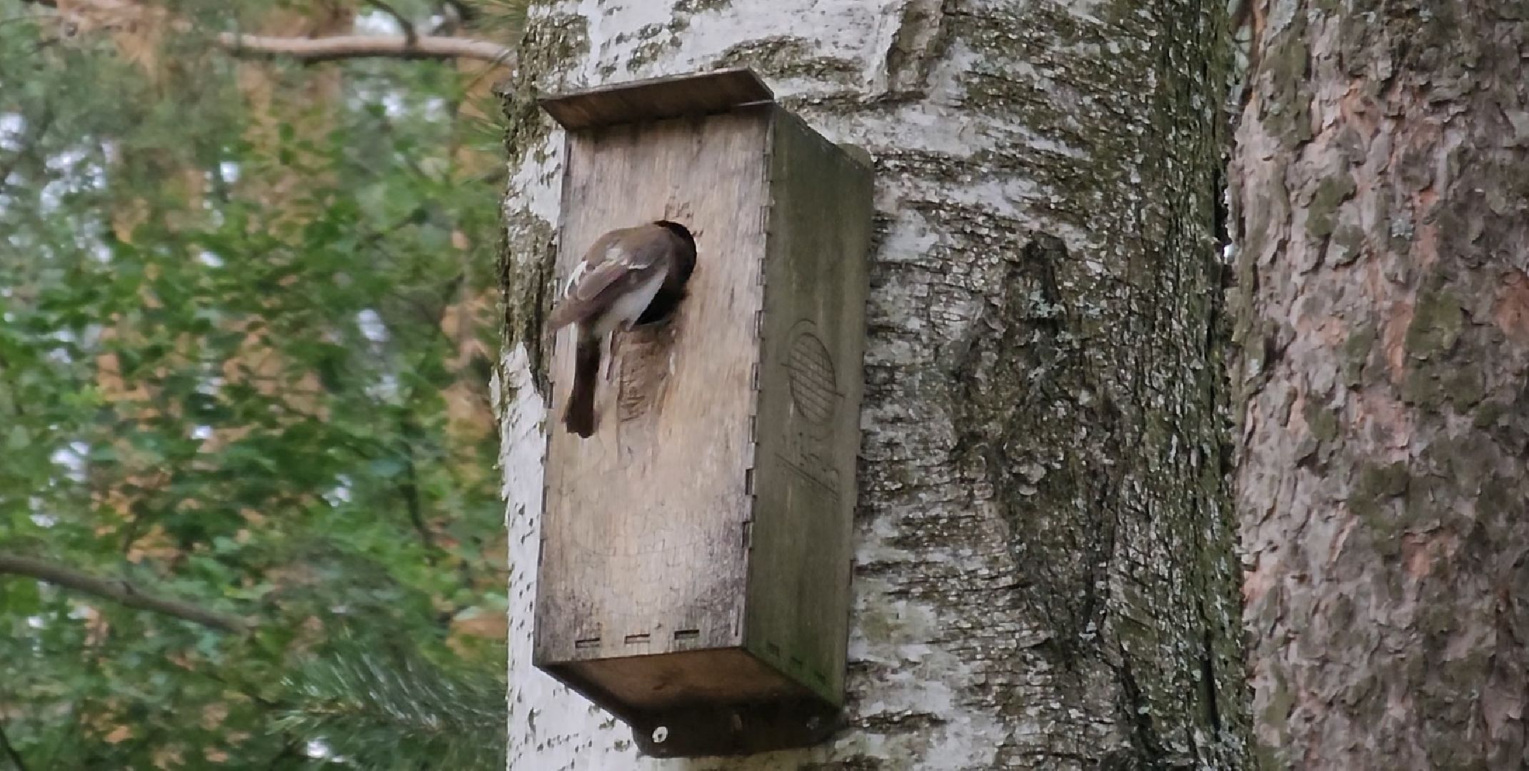Кузьминский лесопарк, птицы Подмосковья, Котельники