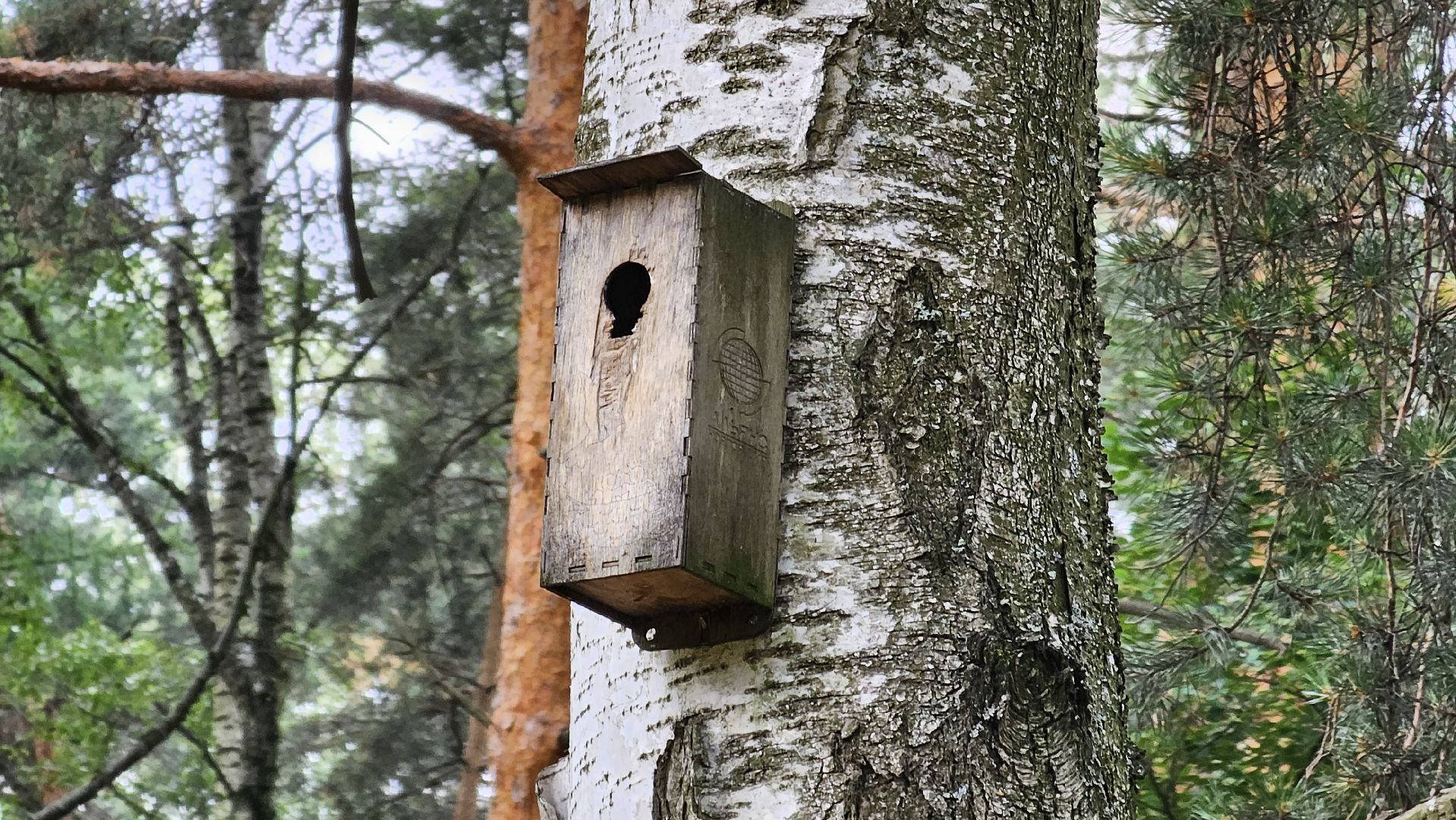 Кузьминский лесопарк, птицы Подмосковья, Котельники